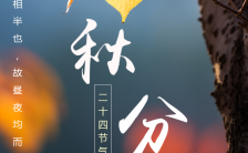 金秋时节简约文艺传统二十四节气秋分日签海报缩略图