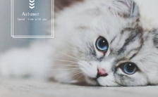 时尚温馨猫咪萌宠甜蜜相册宠物店活动推广H5模板缩略图
