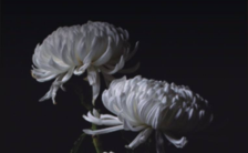 黑白色调白色菊花典雅唯美公祭日H5模板缩略图