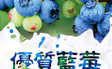 清新简约蓝莓水果促销海报缩略图